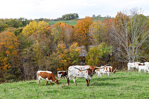 Texas Longhorn Herd featuring Kookachex on a hillside near Vinegar Valley, Ohio at Dickinson Cattle Co.