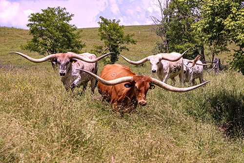 Texas Longhorn Trophy Steers featuring Noah and Shot Jubal Dickinson Cattle Co. - Near Barnesvill, OH.