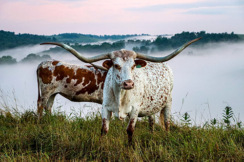 Texas Longhorn Cows featuring Chosen Toss on Ohio Hilside with valley full of fog at Dickinson Cattle Company near Hendrysburg, Ohio.