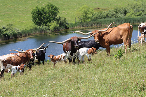 Herd of Texas Longhorn Cows standing in pond near Barnesville Ohio. Dickinson Cattle Co.