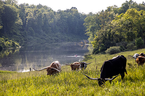 Longhorn herd near Fairview, Ohio. Happily grazing near the fishing pond.