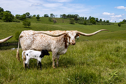 Longhorn Cow, "Silent Iron" with her new Macanudo bull calf.