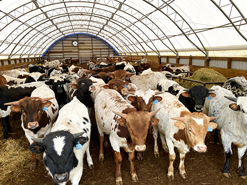 Texas Longhorn Bulls looking for a handout in the winter barn at Dickinson Cattle co - near Barnesville, Ohio.