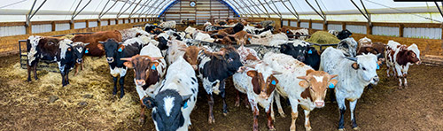 Texas Longhorn Bulls looking for a handout in the winter barn at Dickinson Cattle co - near Barnesville, Ohio.
