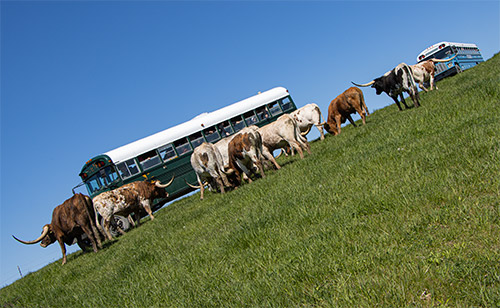 Longhorn Head To Tail tour buses in pasture with Texas Longhorn cattle in Belmont County Ohio