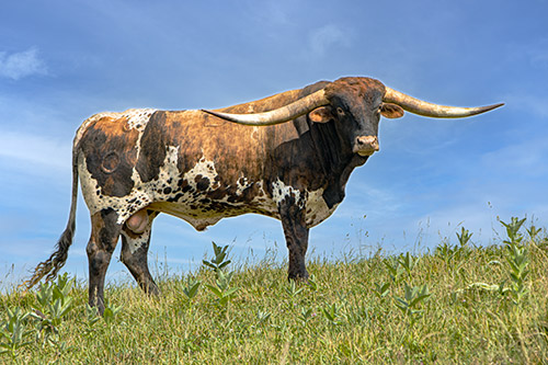Famous Texas Longhorn herdsire - Ice Pick