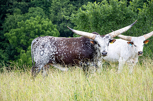 Watusi herdsire Bukuto