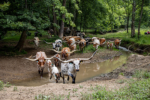 Herd of nice Texas Longhorn cows crossing a stream on Dickinson Cattle Co near Barnesville Ohio