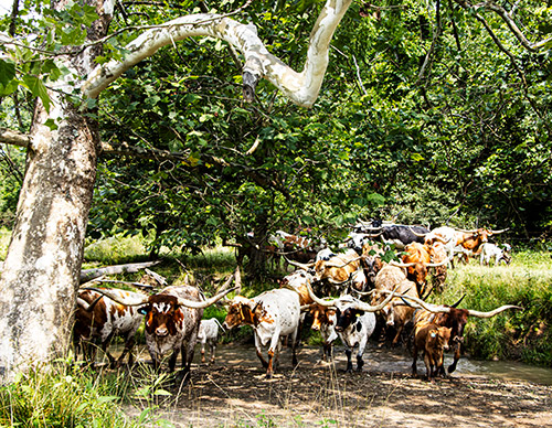 Texas Longhorn cows down my Muskrat Creek near Barnsville Ohio