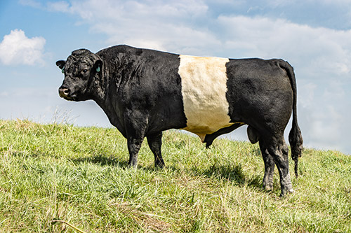 Famous BueLingo herdsire - Top Zone