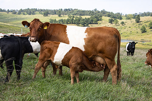 Really nice red BueLingo cow named Power Star with her 2022 calf nursing