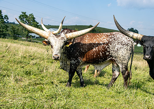 Watusi Bull "Bukoto" near Hendrysburg, Ohio. He is out with his cows at Dickinson Cattle Co, in the summer of 2023.