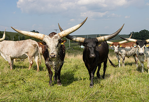 Watusi Bull Bukoto, summer of 2023, with his herd of cows in Belmont county Ohio.