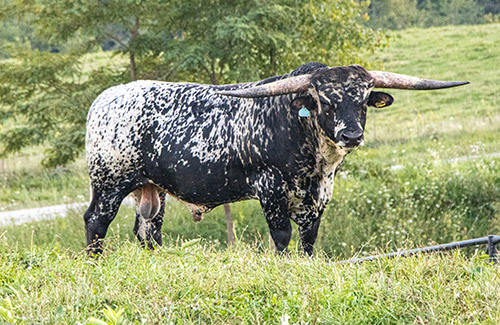 Texas Longhorn junior herdsire - Elon