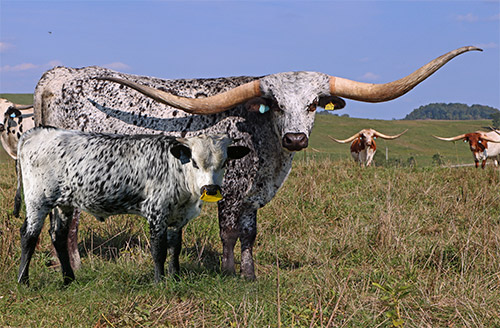 Roan Texas Longhorn cow with roan calf