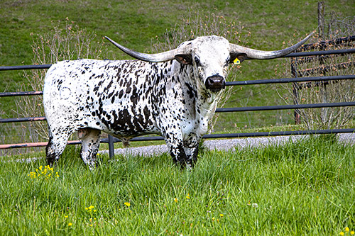Texas Longhorn bull Showman at Dickinson Cattle Co.