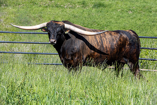 Texas Longhorn bull Levin at Dickinson Cattle Co.