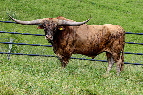 Texas Longhorn bull Silent Edge in the Dickinson Cattle co bull paddock