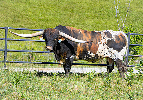 Texas Longhorn bull Ice Pick at Dickinson Cattle Co.