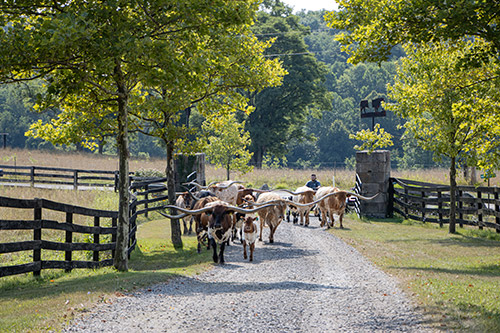 Texas Longhorn Cows - Dickinson Cattle Co Entry
