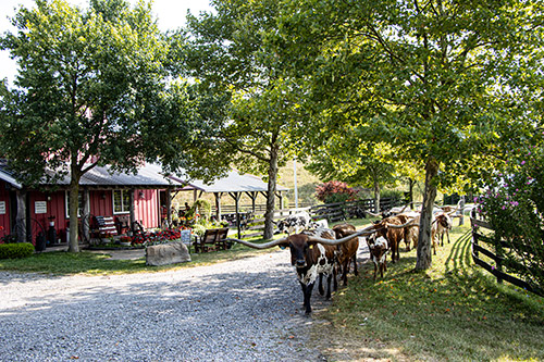 Herd trophy Texas Longhorn Cows in the driveway at Dickinson Cattle Co.