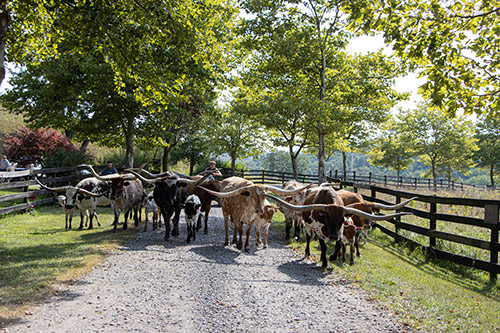 Herd trophy Texas Longhorn Cows in the driveway at Dickinson Cattle Co.