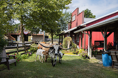 Texas Longhorn Cows - In front of Longhorns Head To Tail Store