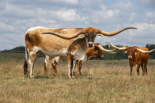 Trophy Texas Longhorn steer at Dickinson Cattle Co. - near Hendrysburg Oho