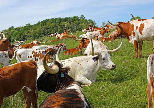Happy Texas Longhorn cows lounging in the sun on the hillside in Belmont County Ohio.