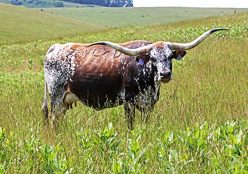 Longhorn Cow - Victory Varva