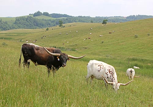 Rodeo Max with his cows on the Ohio hillsides of Belmont County.