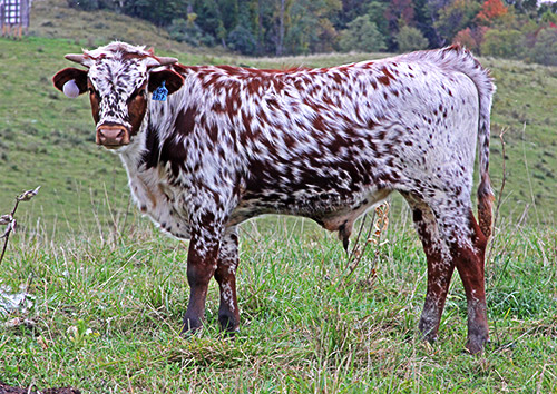 Texas Longhorn bull calf out of Trophy Trip