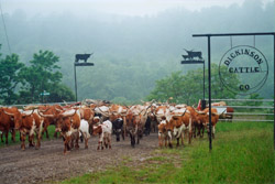Longhorn Expressway corral entry