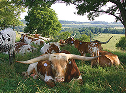 Cover of the 2005 Texas Longhorn Celebrity Calendar showing a herdsire Winchester with his group of cows in the shade on a hillside in Belmont county Ohio