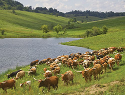 Cover of the 2010 Texas Longhorn Celebrity Calendar showing a group of cows on a hillside in Belmont county Ohio by a pond