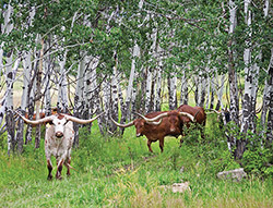Cover of the 2011 Texas Longhorn Celebrity Calendar showing a group of large steers in the Aspens on the Western Slope of Colorado near Somerset
