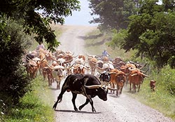Texas Longhorn Herd on Muskrat Road - Barnesville, Ohio