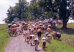 Texas Longhorn Herd at Dickinson Cattle Co on Muskrat Rd. near Barnesville, Ohio