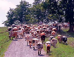 Cover of the 2017 Texas Longhorn Celebrity Calendar showing a group of cows on Muskrat Rd near Fairview Ohio