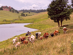 Group of Texas Longhorn Trophy Steers by pond with ATV near Barnesville Ohio.