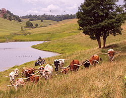 Cover of the 2021 Texas Longhorn Celebrity Calendar showing a herd of Texas Longhorns on the hillside near Barnesville Ohio