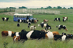 Buelingo Herd with tour bus