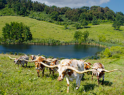 Cover of the 2023 Texas Longhorn Celebrity Calendar showing a herd of Texas Longhorn cows on the hillside above a pond near Hendrysburg Ohio