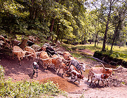 Cover of the 2024 Texas Longhorn Celebrity Calendar showing a herd of Texas Longhorn cows crossing a stream near Barnesville Ohio