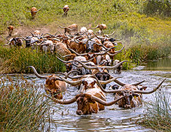 Cover of the 2026 Texas Longhorn Celebrity Calendar showing a herd of Texas Longhorn cows crossing a stream near Barnesville Ohio