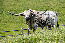 Texas Longhorn bull Showman in bull paddock near Hendrysburg Ohio