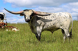 Texas Longhorn bull Showman summer of 2025 out with his cows in a pasture near Fairview Ohio