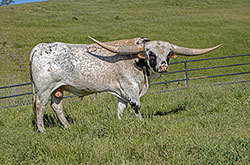 Texas Longhorn bull Giver  in bull paddock near Barnesville Ohio
