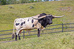 Texas Longhorn bull Tin Cup in bull paddock near Barnesville Ohio