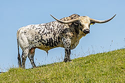 Texas Longhorn bull Showman in bull paddock near Barnesville Ohio